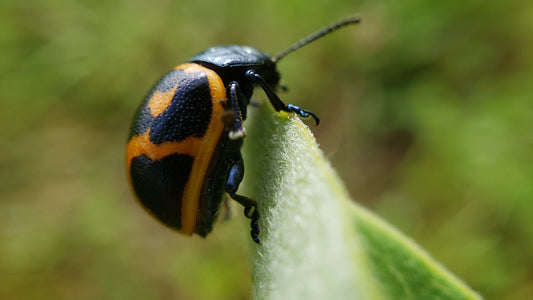 Creek 53 at the Entomological Society of Ontario AGM