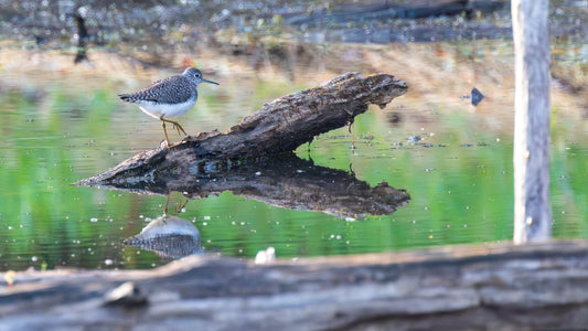 Celebrate nature – June 20