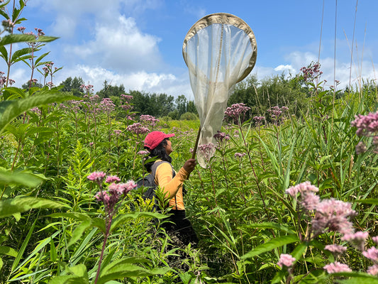 A summer exploring insects and spiders in Hudson