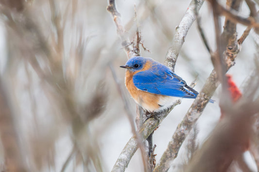 Creek 53 and the Annual Christmas Bird Count