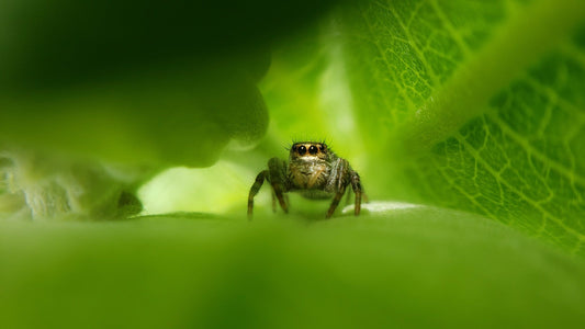 Phidippus sp. - Jumping Spider