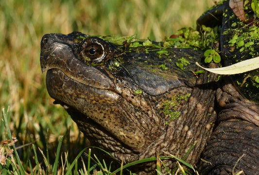 Chelydra serpentina