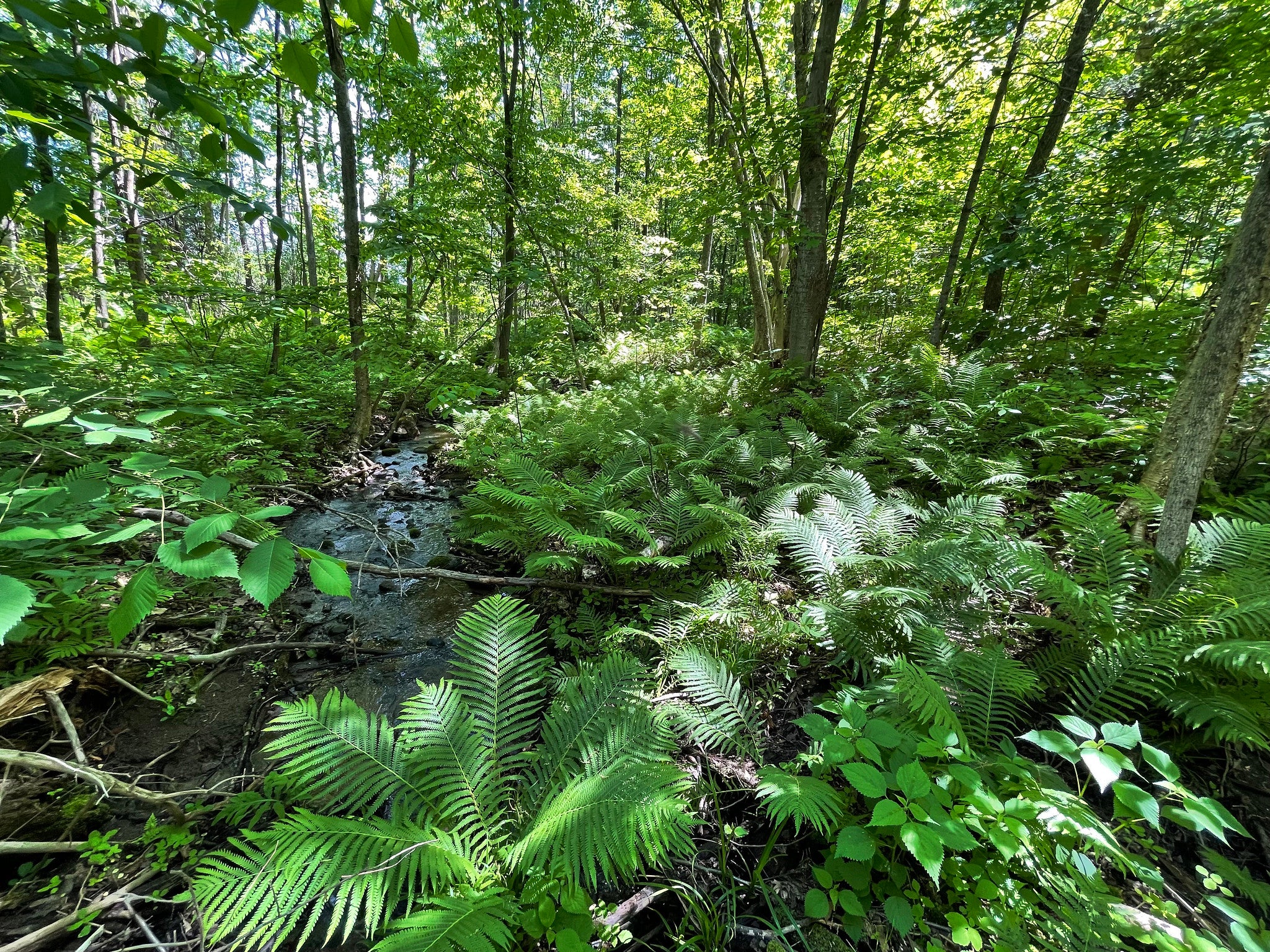 Forest in spring