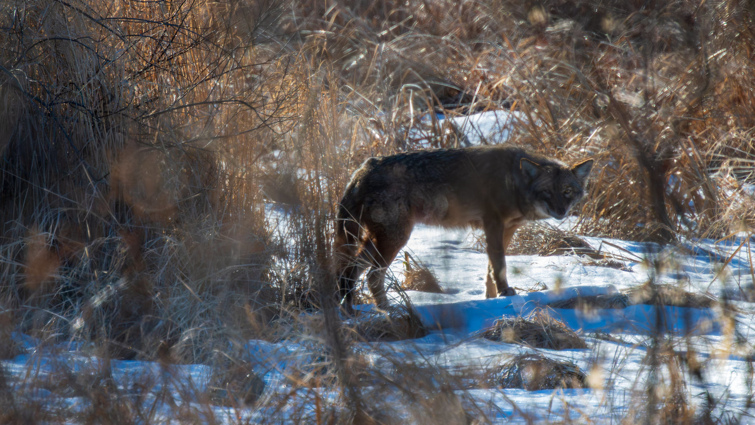 Canis latrans - Coyote