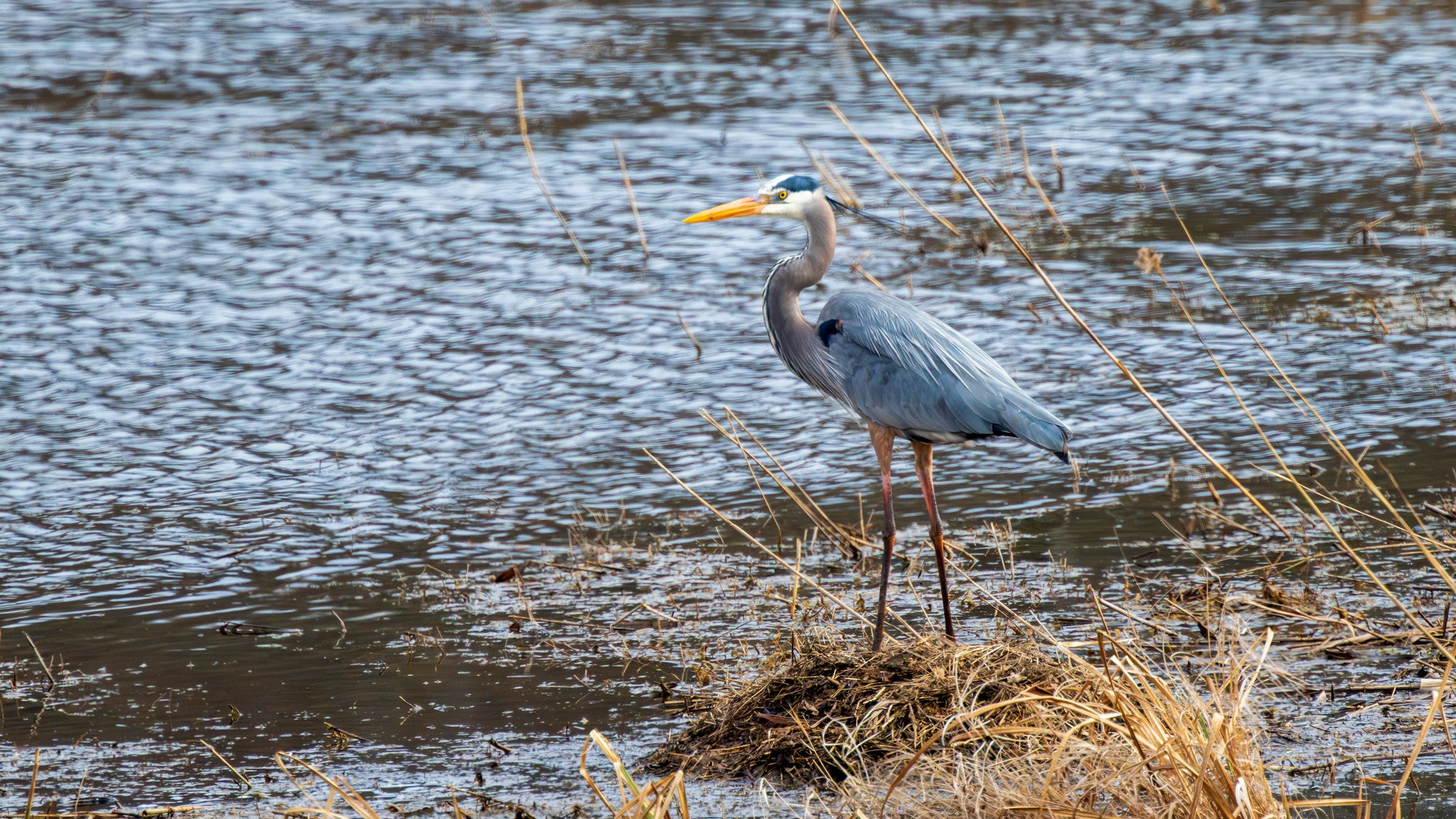 Great Blue Heron