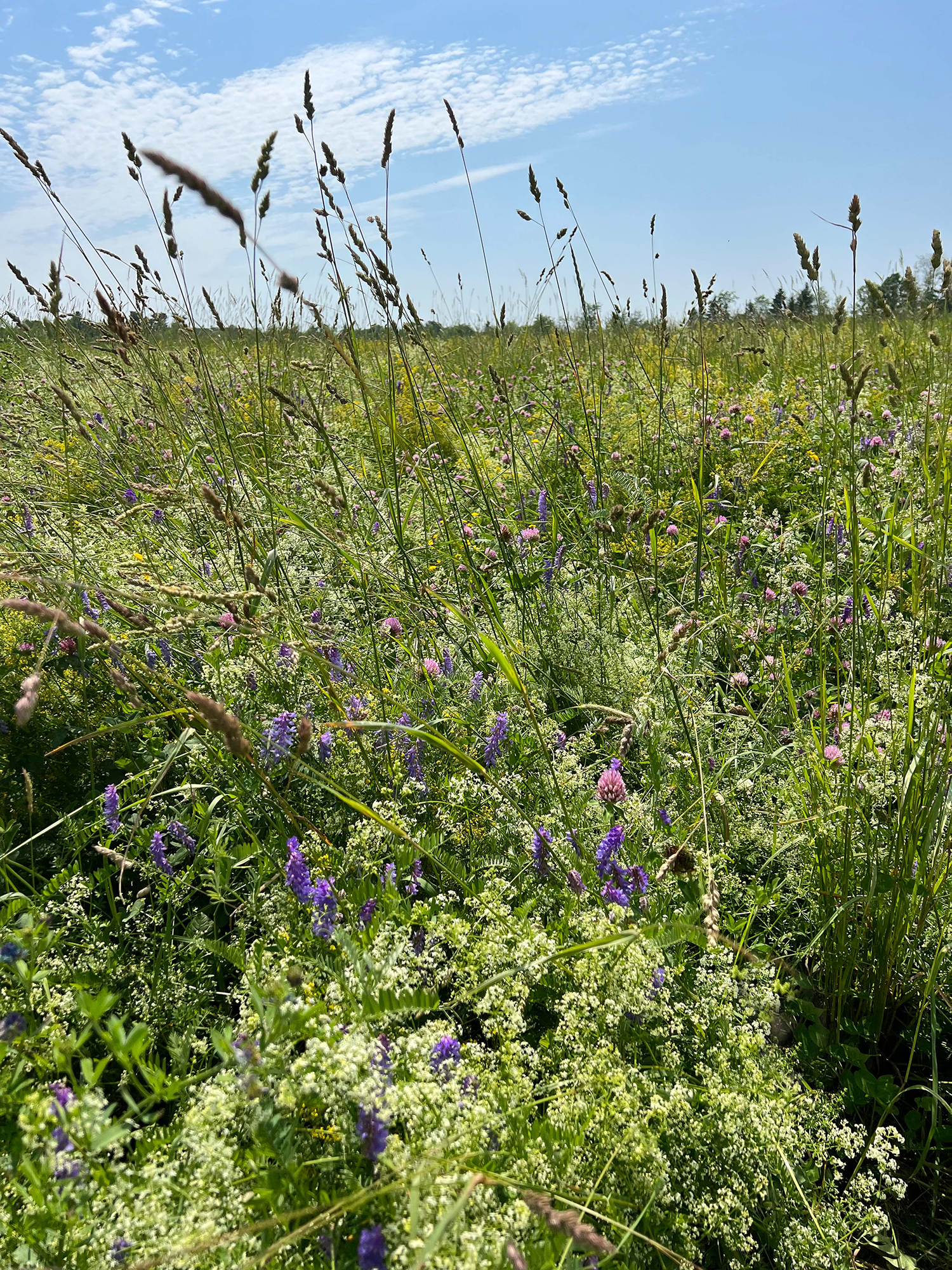 Herbaceous meadow - pré herbacée