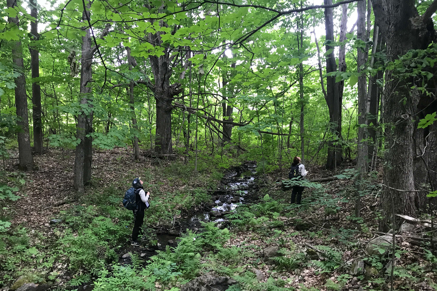 Nature Conservancy of Canada property survey - Inventaire des données de terrain par Conservation de la Nature Canada