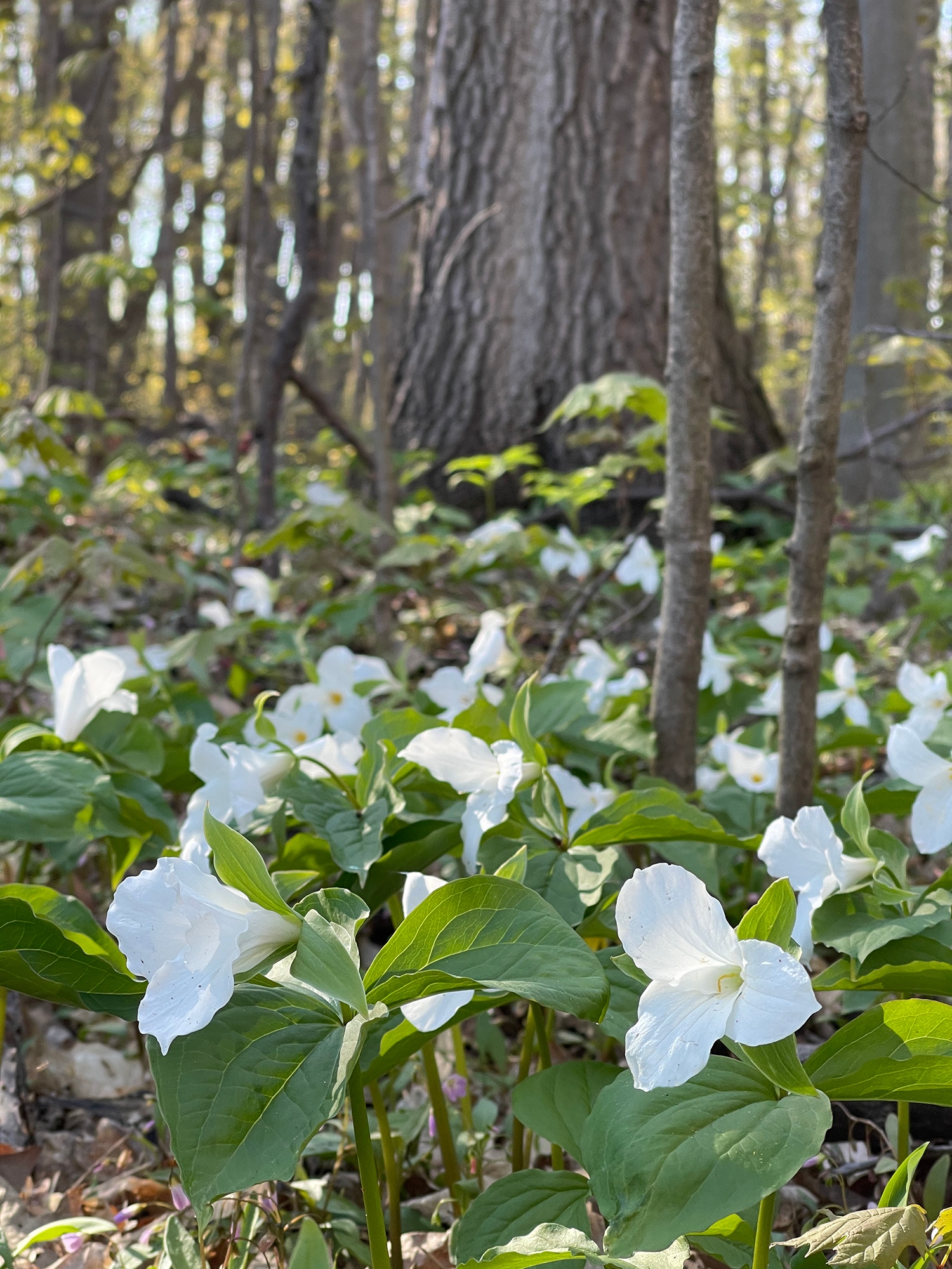 Great white trilliums - Trillium grandiflorum - Trilles blancs