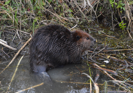 American Beaver - Castor canadensis - Castor du Canada