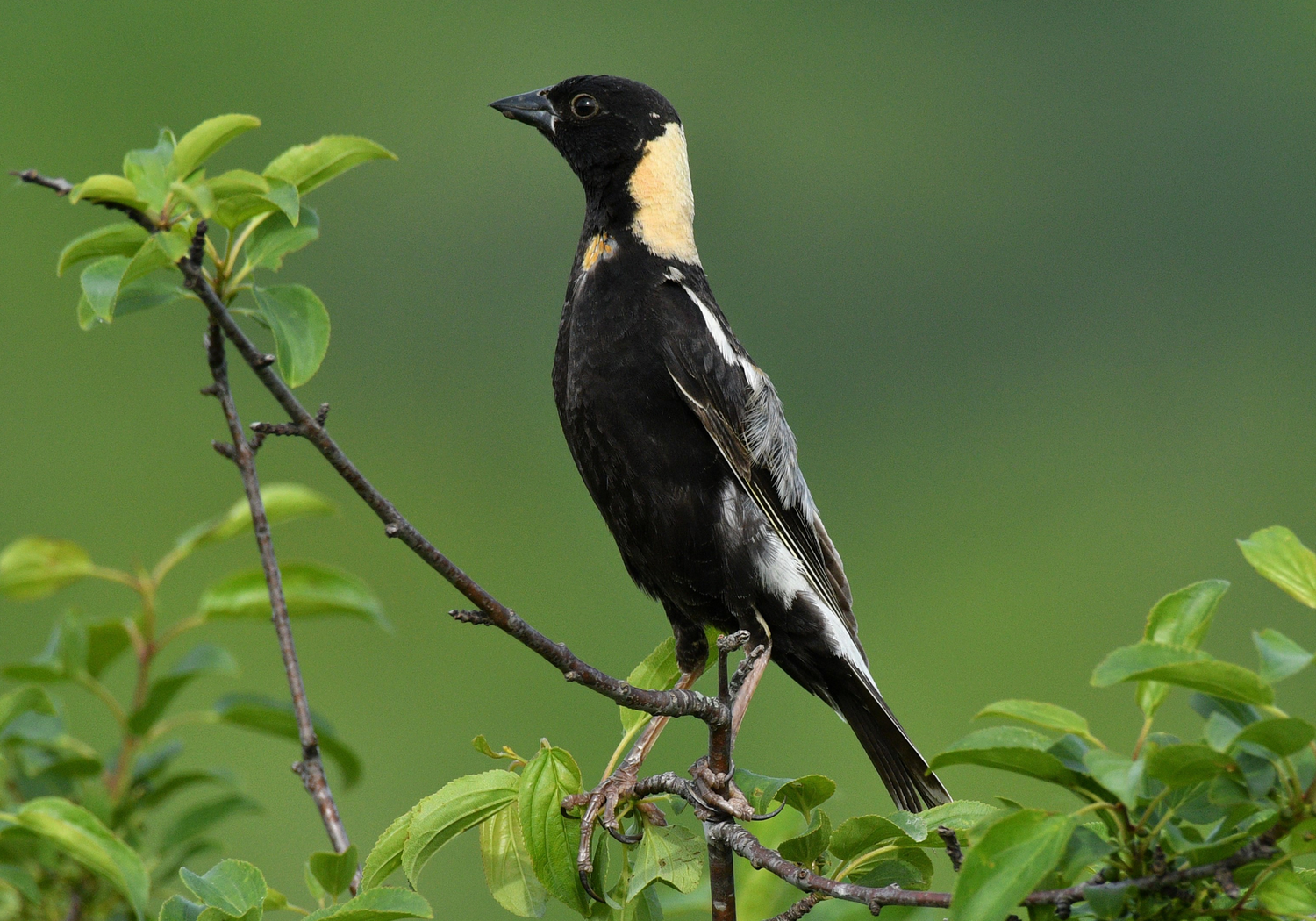 Bobolink - Dolichonyx oryzivorus - Goglu des prés