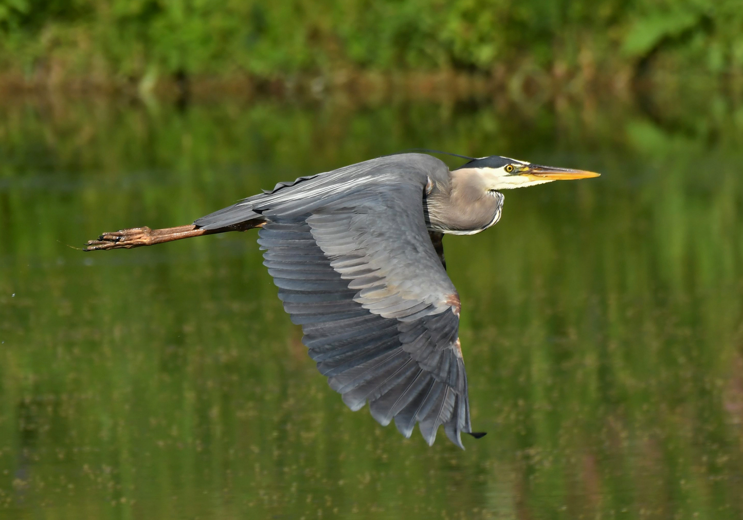 Great Grey Heron - Ardea herodias - Héron cendré