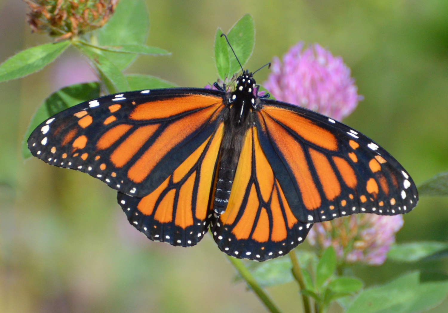 Monarch butterfly - Danaus plexippus - papillon monarque