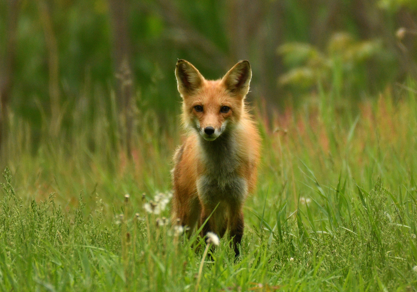 Red fox - Vulpes vulpes - Renard rouge