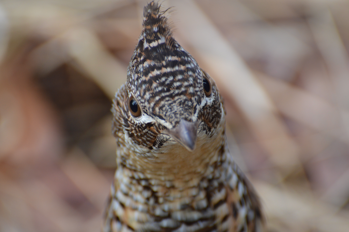 Ruffed Grouse - Bonasa umbellus - Gélinotte huppée