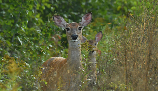 Nature, caught in the act