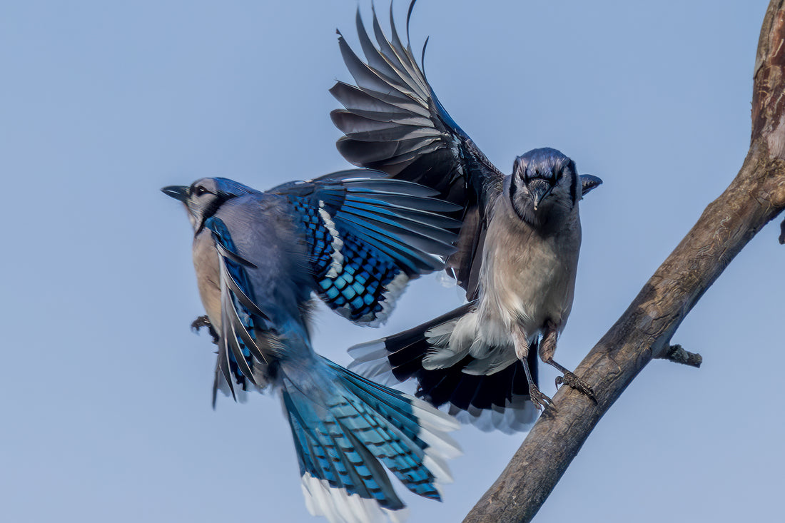 Christmas Bird Count 2024