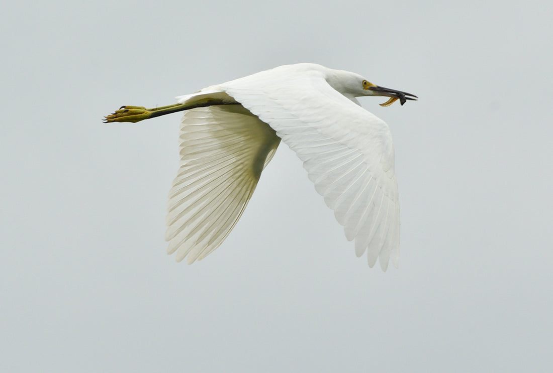 Snowy Egret on the day of its arrival. Already finding food