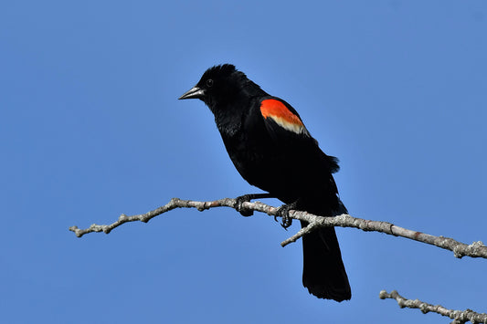 A male Red-winged Blackbird surveys his territory