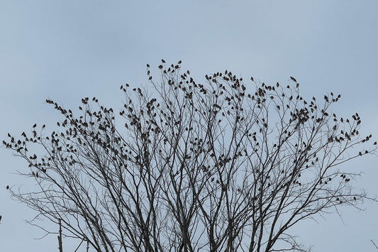 Flock of Bohemian Waxwings in tree