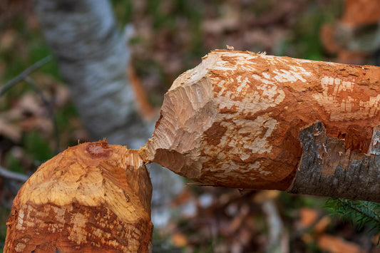 Beaver at work