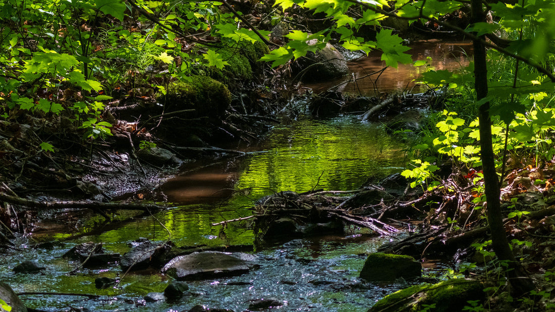Creek running through the forest
