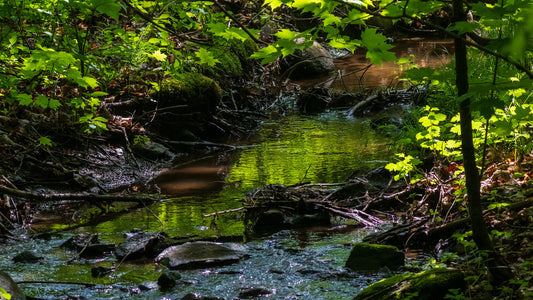 Creek running through the forest