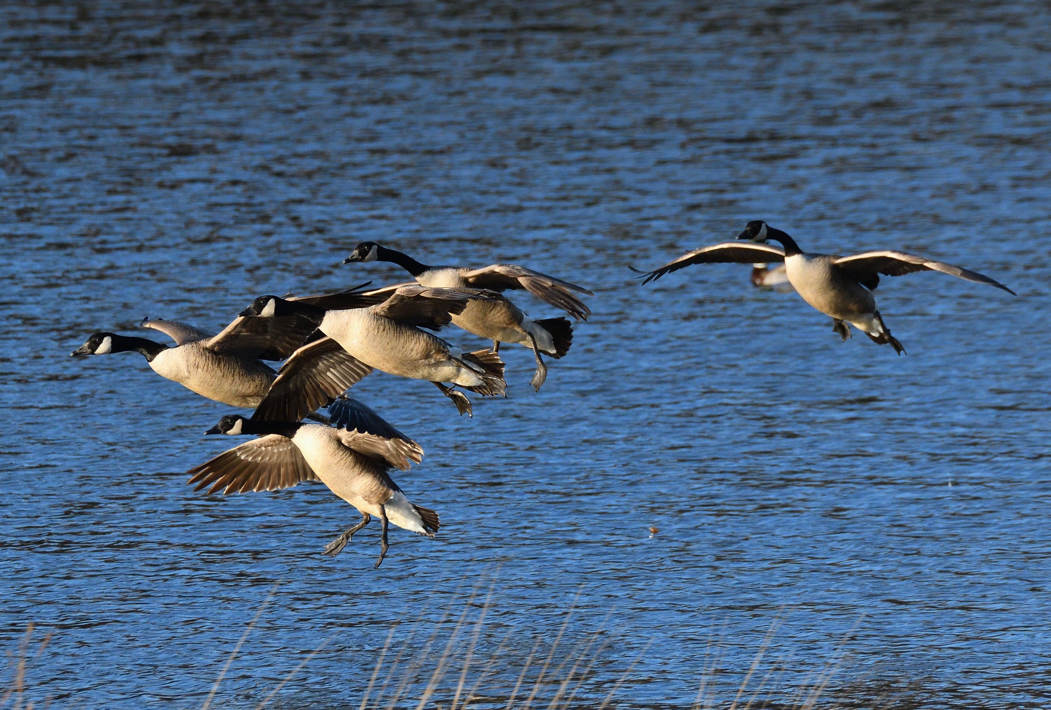 Flock of geese - Troupeau de bernaches du Canada