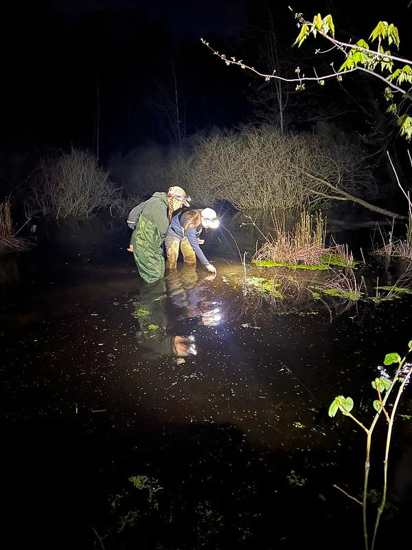 Frog survey 2025