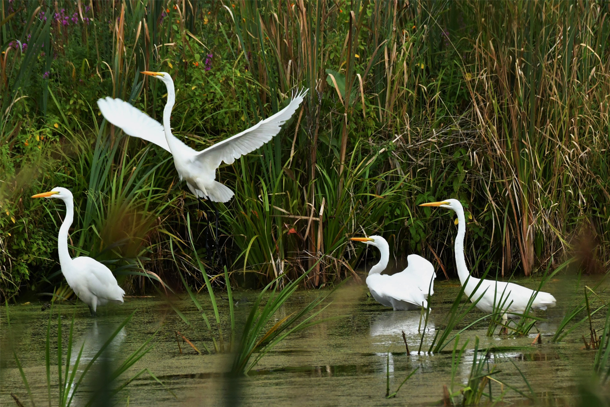 Great Egrets - Ardea alba - Grandes aigrettes
