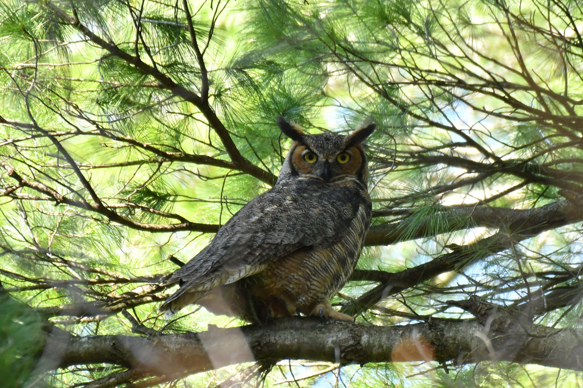 Great Horned Owl - Bubo virginianus - Le Grand-duc d'Amérique