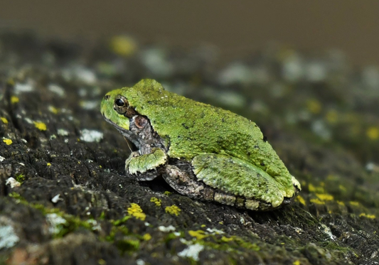 Eastern Gray treefrog - Hyla versicolor - Grenouille d’arbre grise