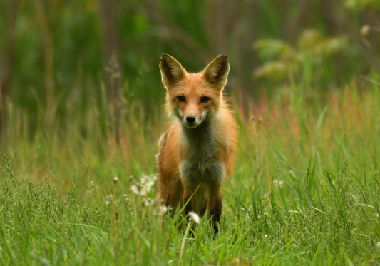 Red fox - Vulpes vulpes -  Renard rouge