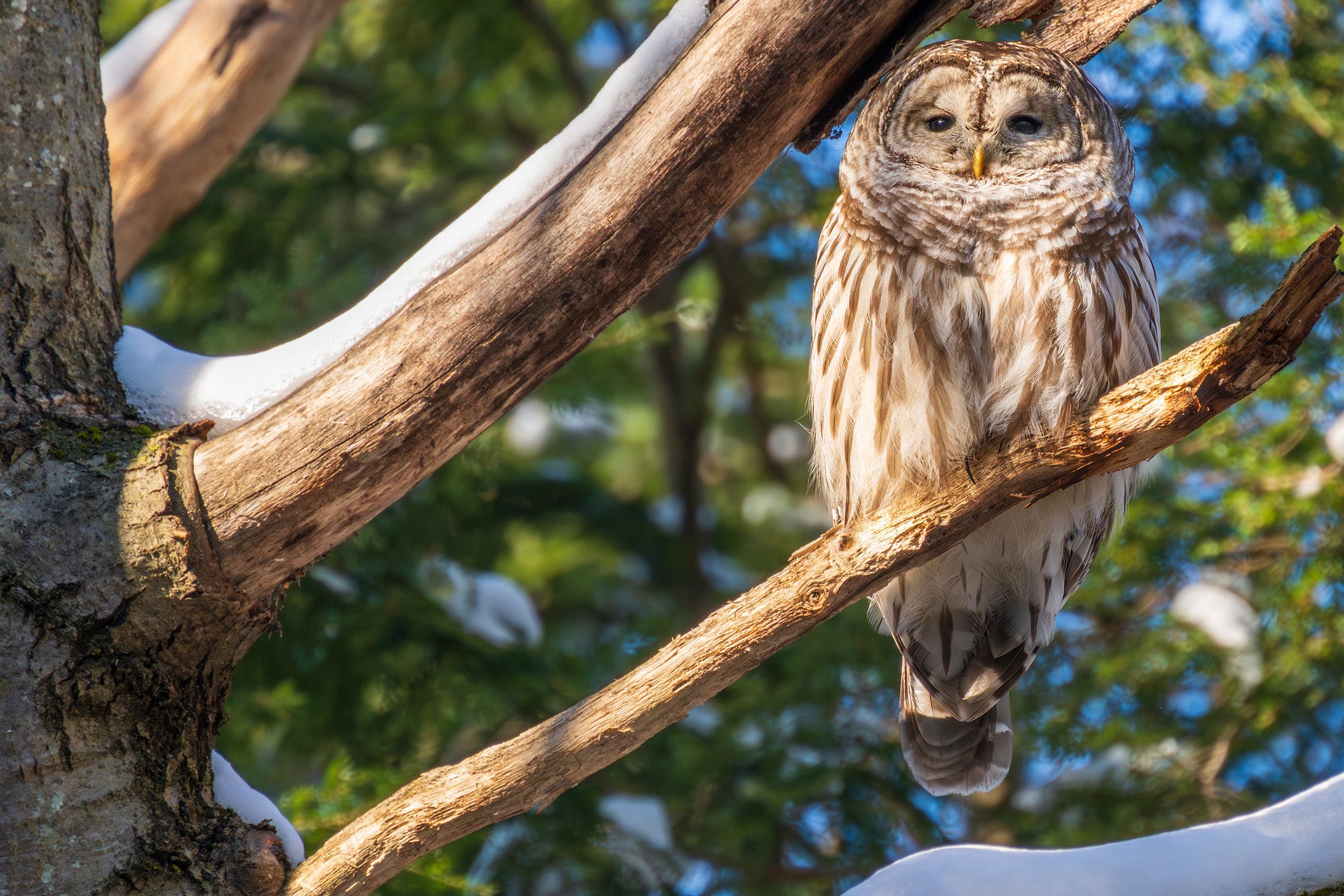Barred owl perched on a branch with snow and green foliage in the background