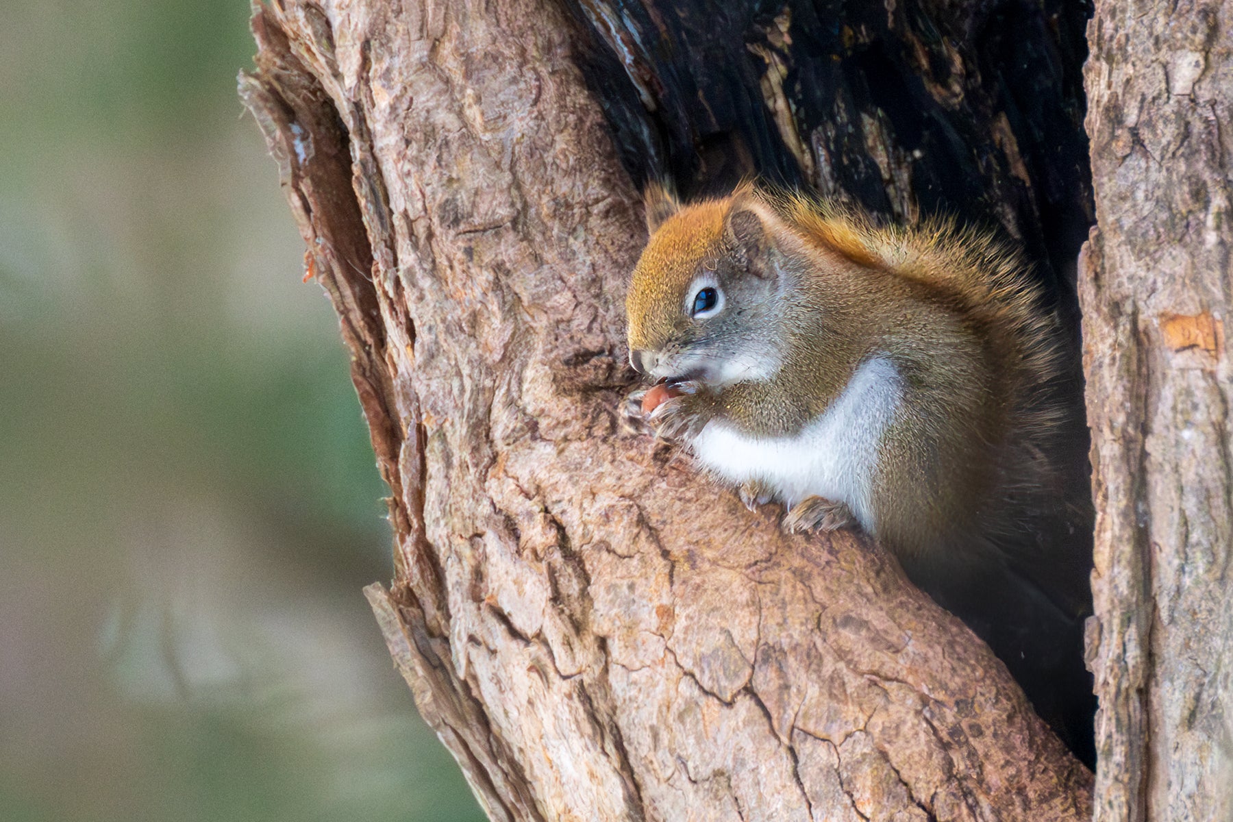 Red Squirrel