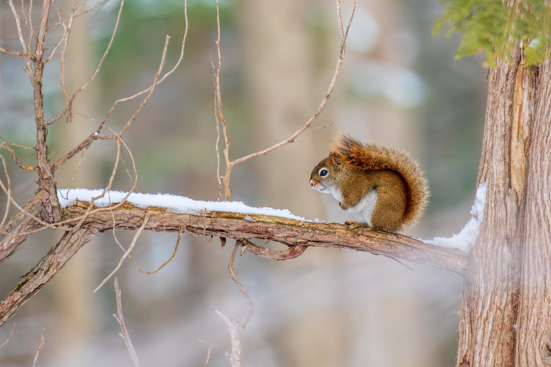 Red squirrel on a snow-covered branch in a forest