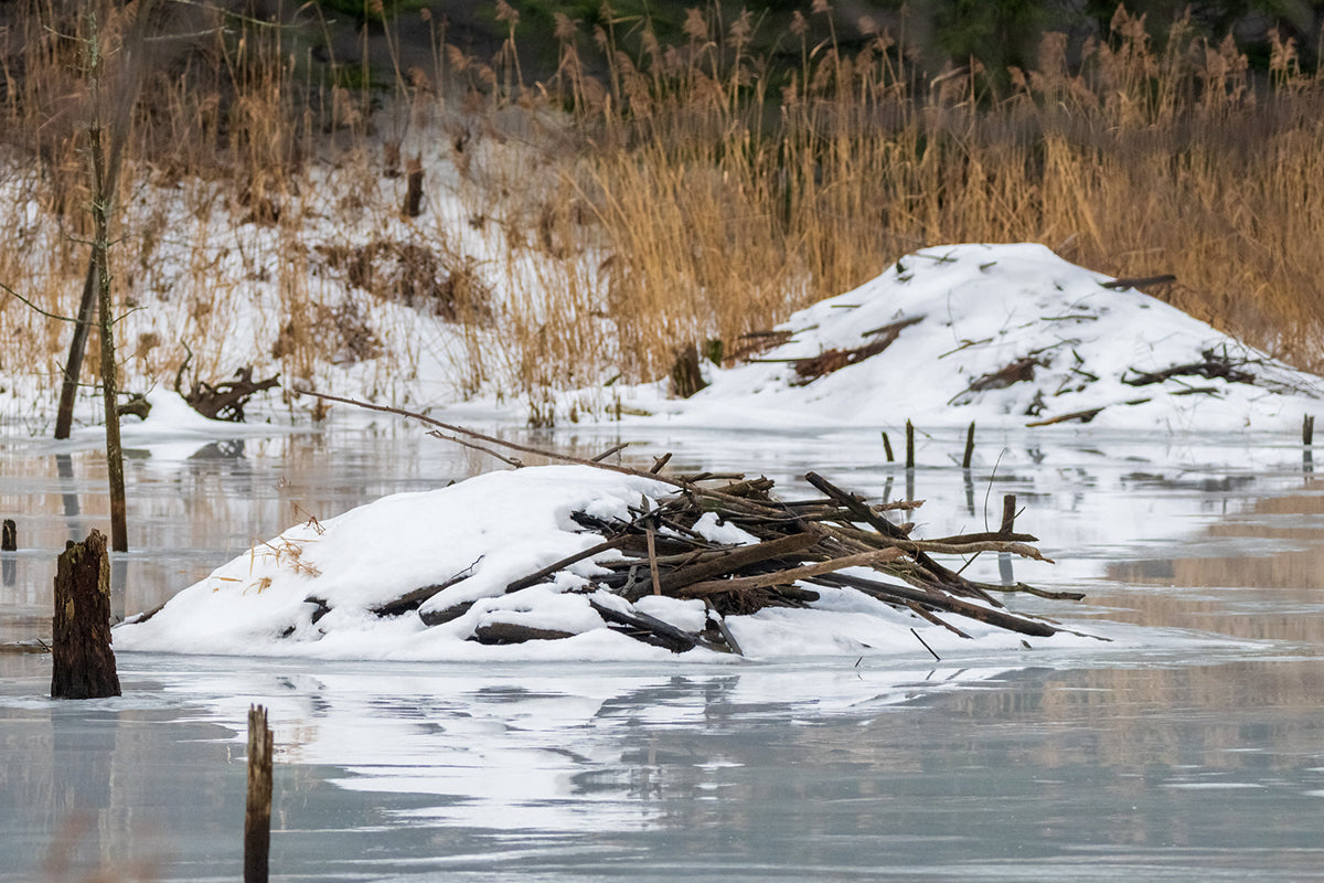 Beaver dam in winter